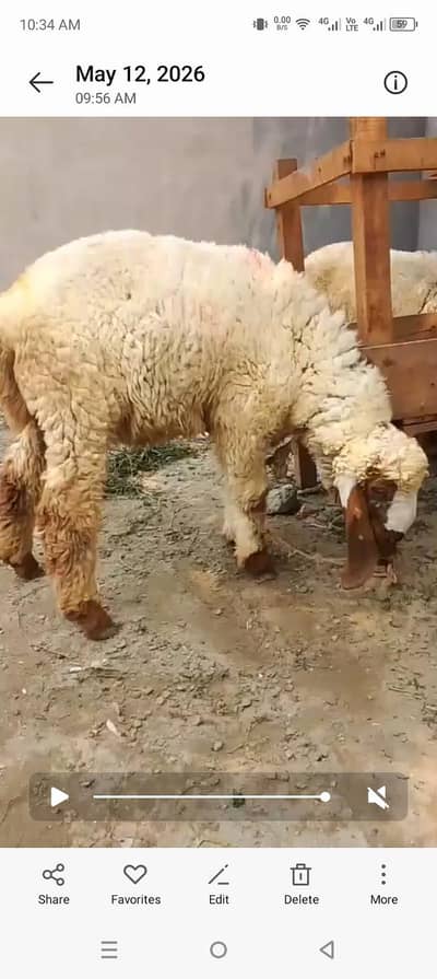 chatra for sale