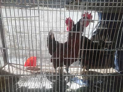 murga murgi for sale