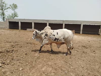 new laat available hai bara chota janwar available 03265300290