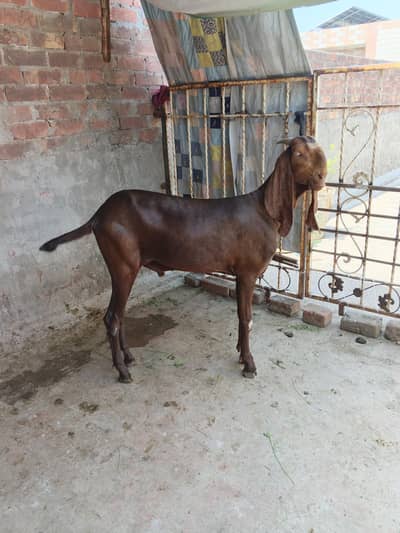 Bakra for sale