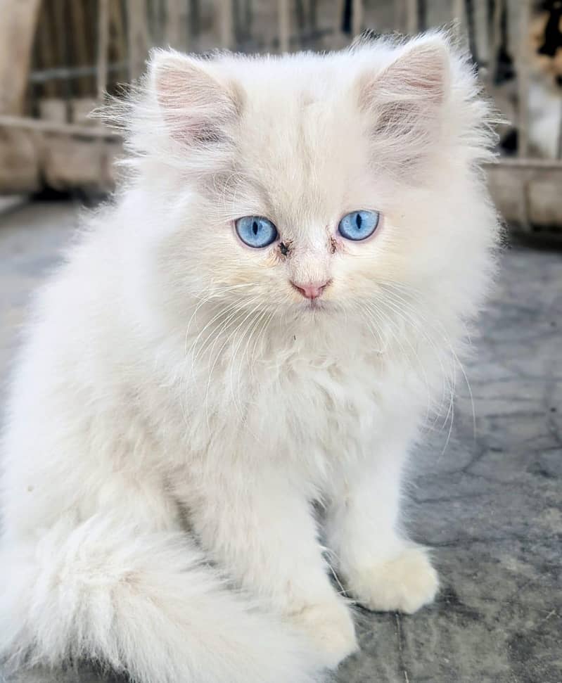 Russian cat 1