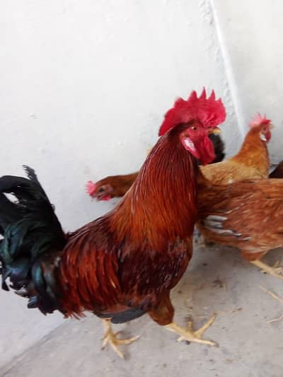 Golden dasi Hen for sale