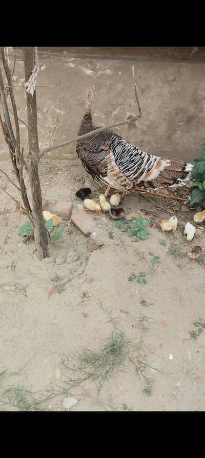turkey female with 19 chicks