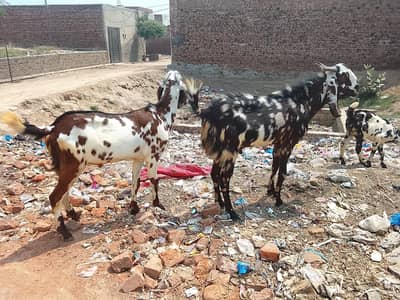 bakre 2 desi qurbani k ley tear 2 dant
