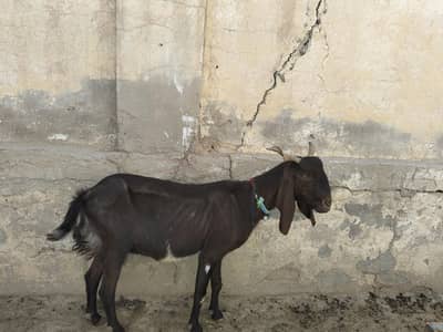 Doodh wali bakri