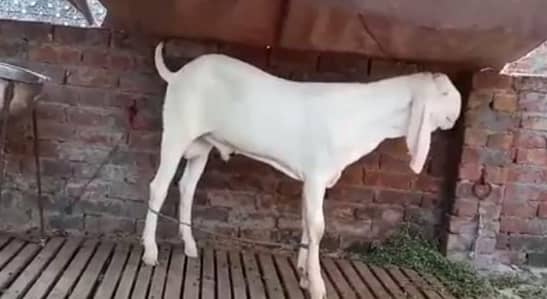 Gulabi Bakra Qurbani ke liye for sale _ 03704815728