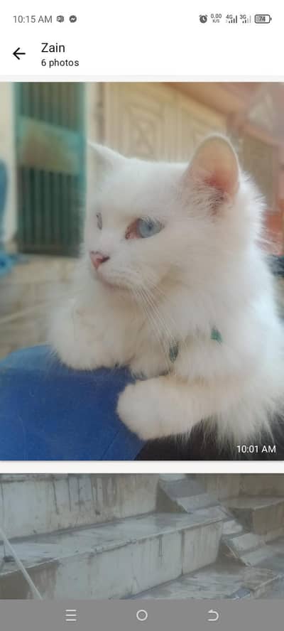 persian