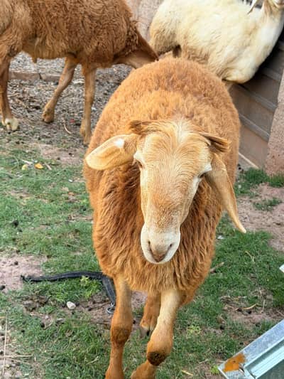 Turkish Dumba For Sale 2 Brown 1 white
