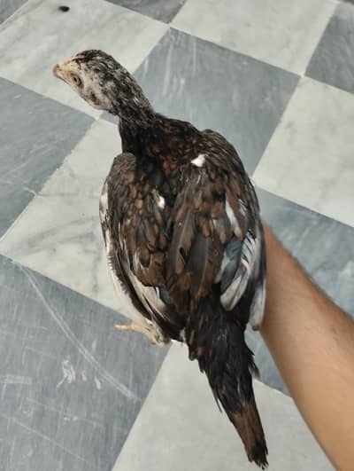 Pure Mianwali Aseel Pathay aur Patti For Sale (Lahore)