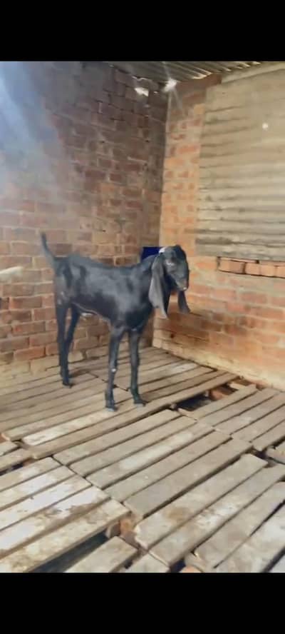Goat for sale qubani ka liya