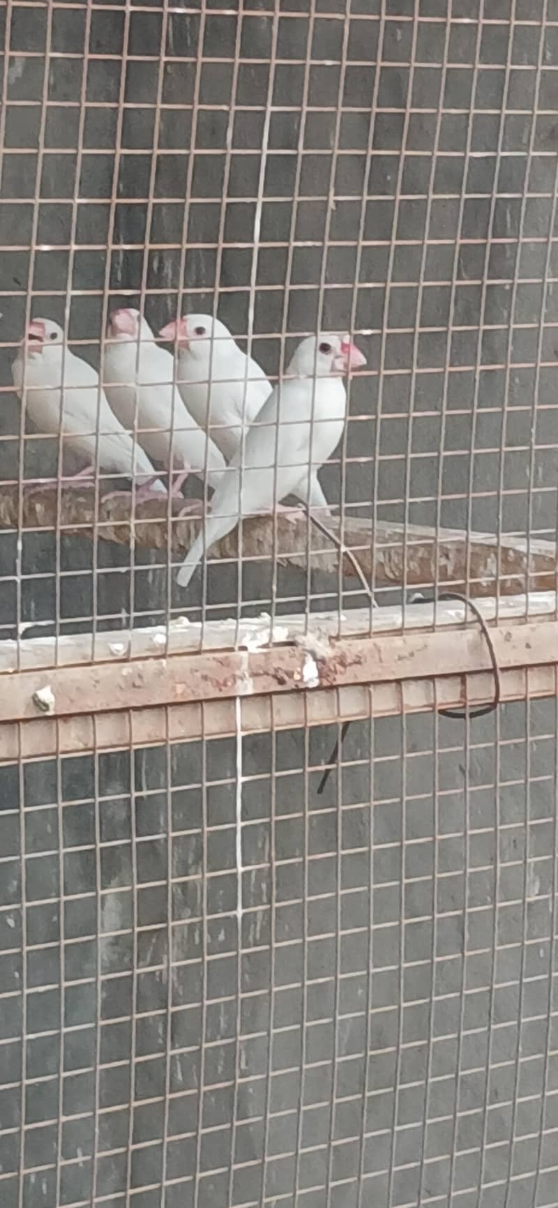 White Java Pairs 1