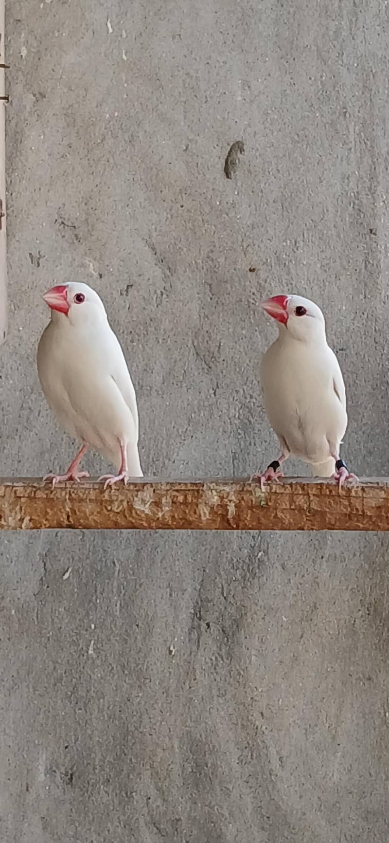 White Java Pairs 2