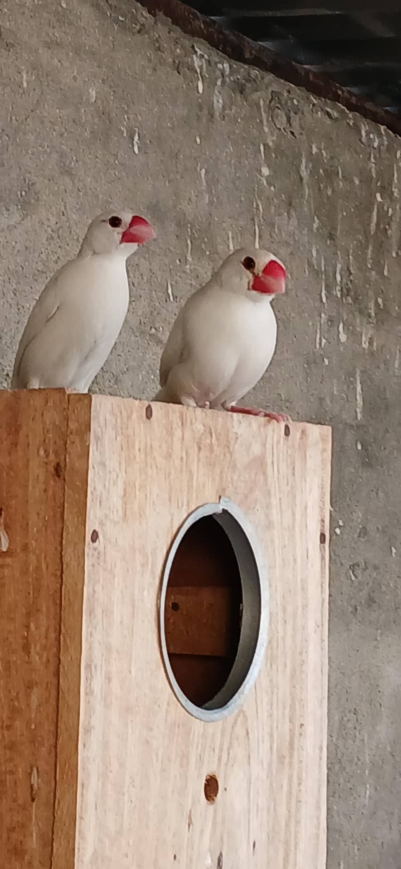 White Java Pairs 3