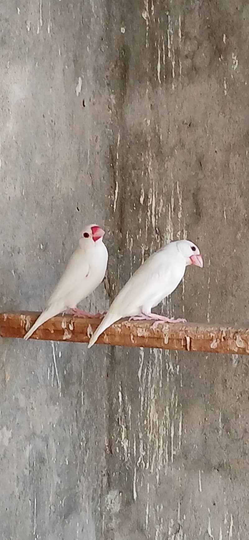 White Java Pairs 4
