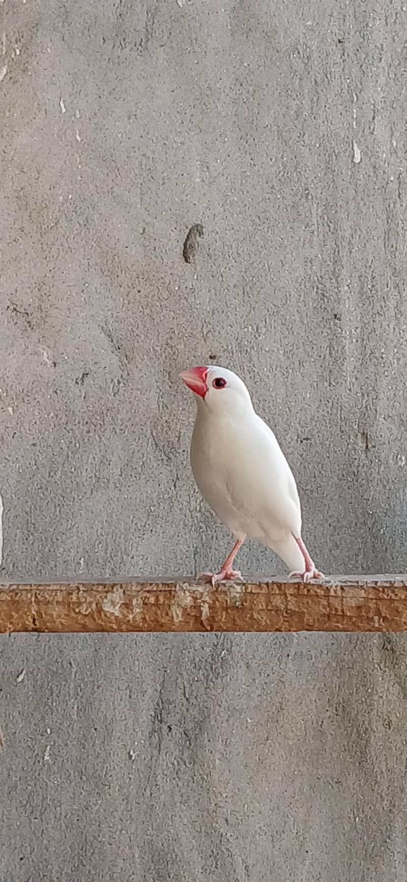 White Java Pairs 5