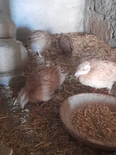 Paper white breeder pair with 4 chicks