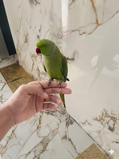Indian Parrot