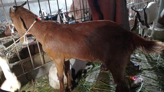 qurbani 2026 bakra
