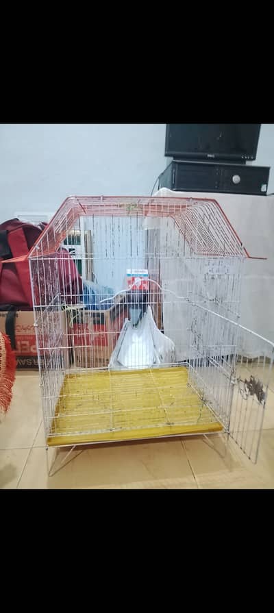 Parrots medium cage