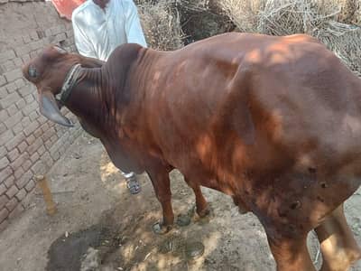 2 bulls together sell 5 man dono sihiwal nasal heavy healthy