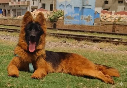 Pure German Shepherd Female for Breeding – 18 Months Old