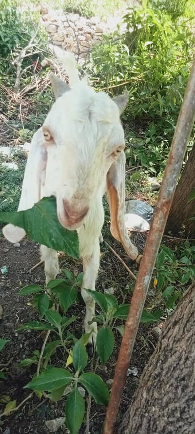 2 Dant Bakra for Sale