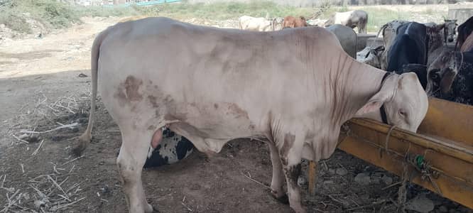 7 cow