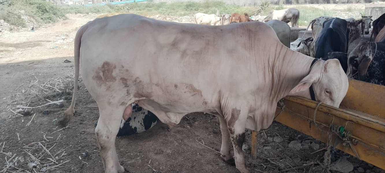 7 cow 0