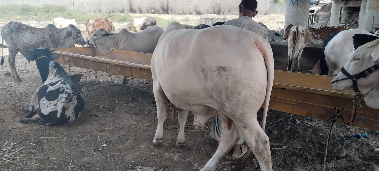 7 cow 1