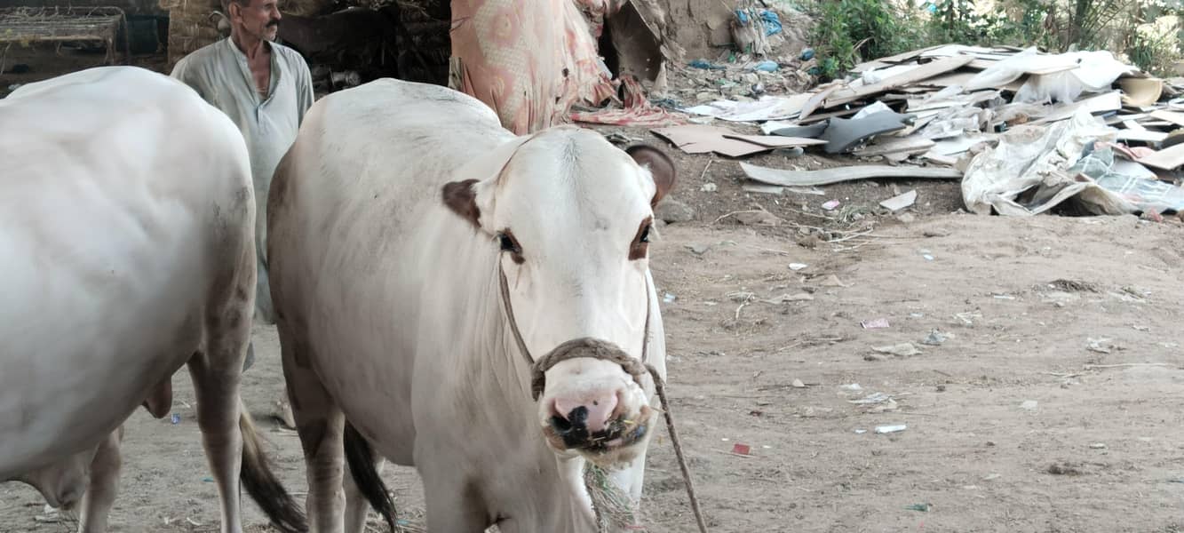 7 cow 2