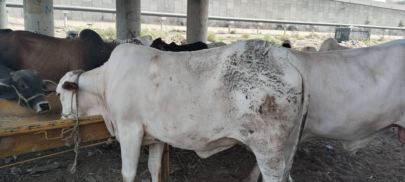 7 cow 3