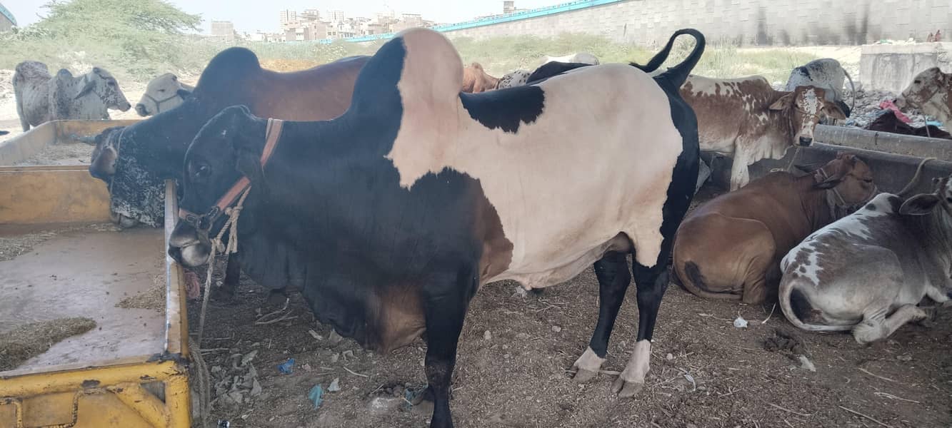 7 cow 4