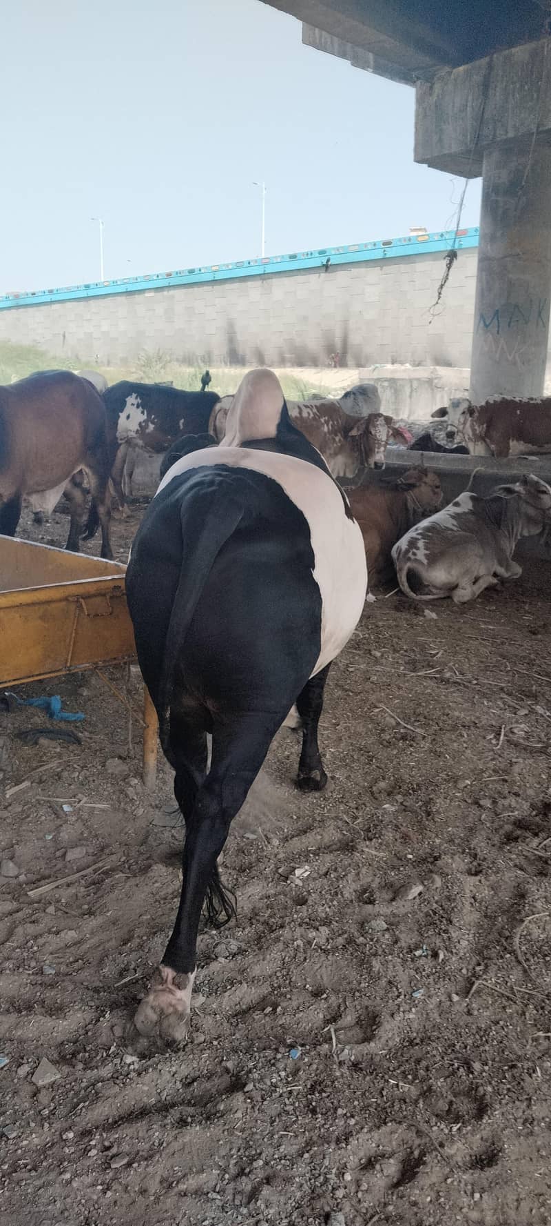 7 cow 5
