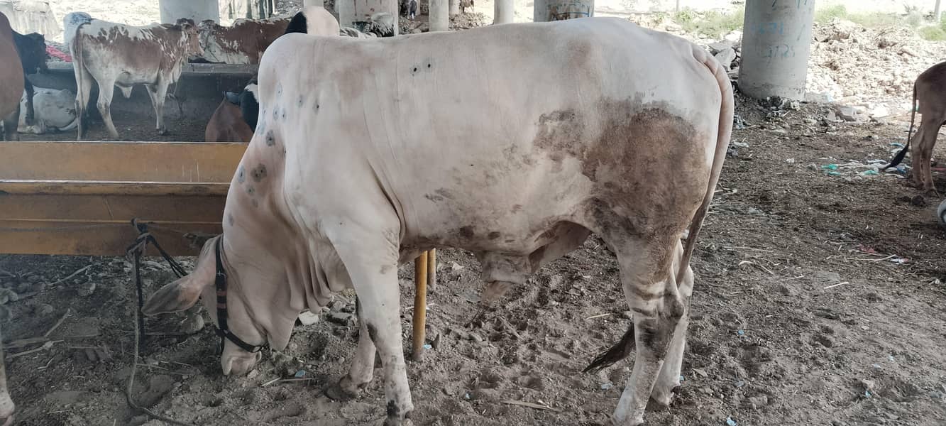 7 cow 6