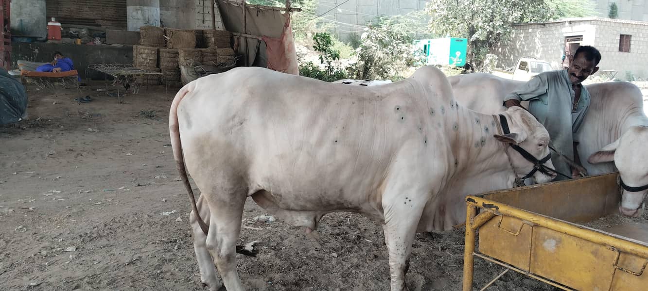 7 cow 7