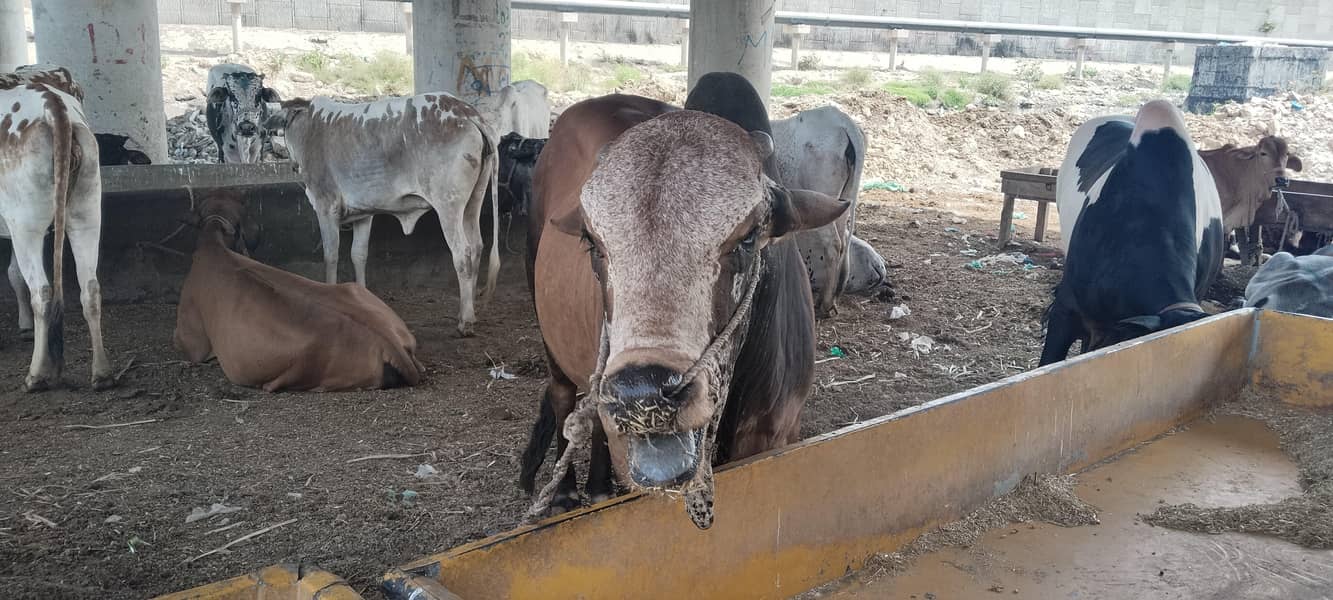 7 cow 8