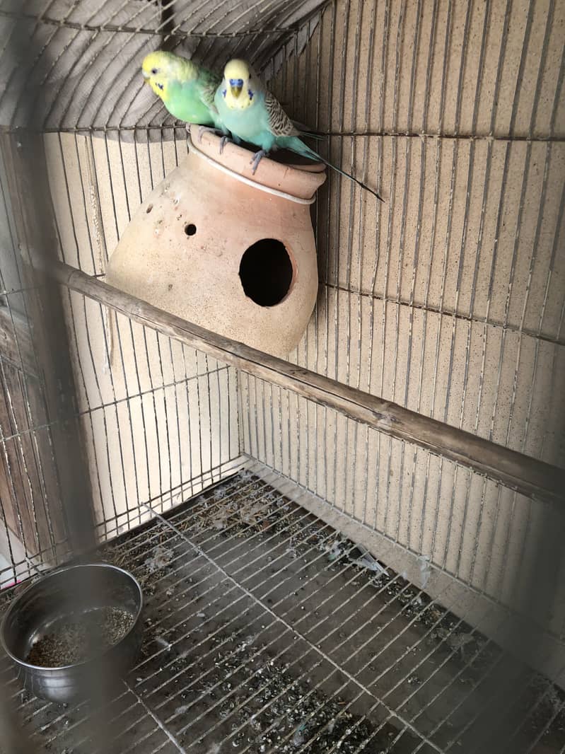 rambo pair 0