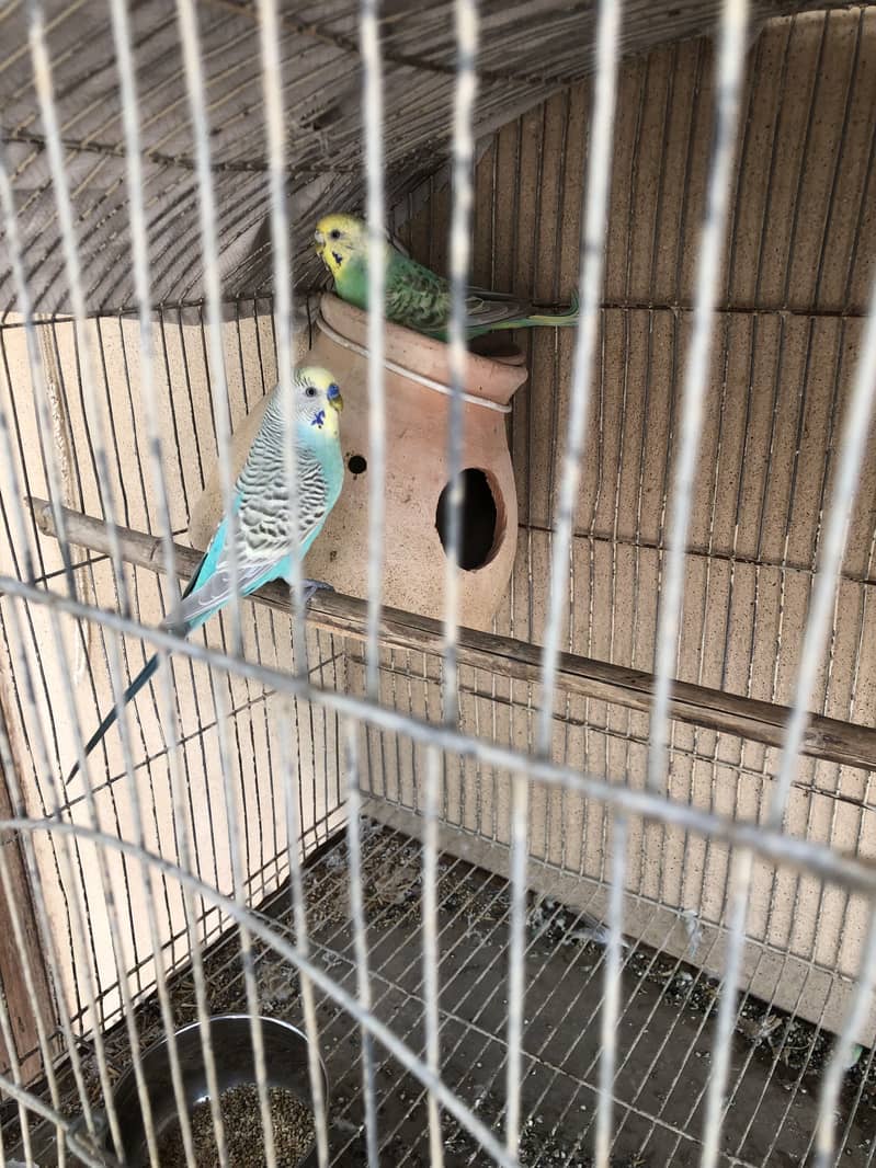 rambo pair 1