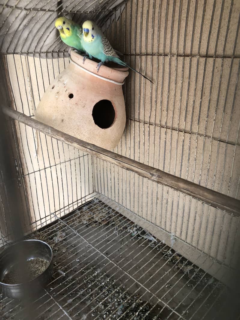 rambo pair 3