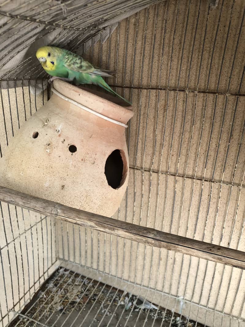 rambo pair 4