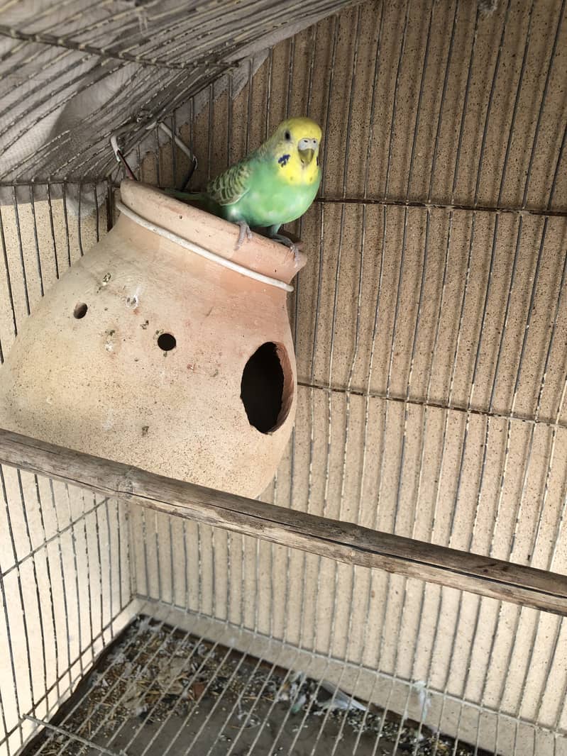 rambo pair 5