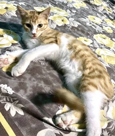 Single coat semi-Persian cat