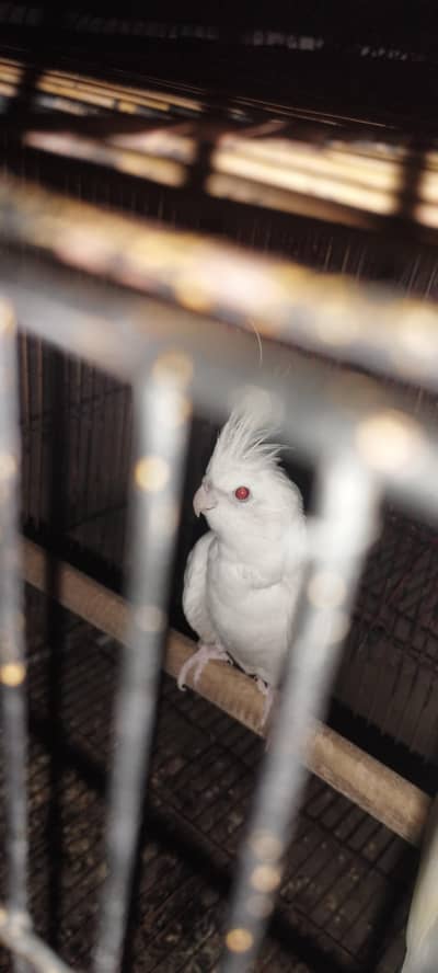 cocktail parrot