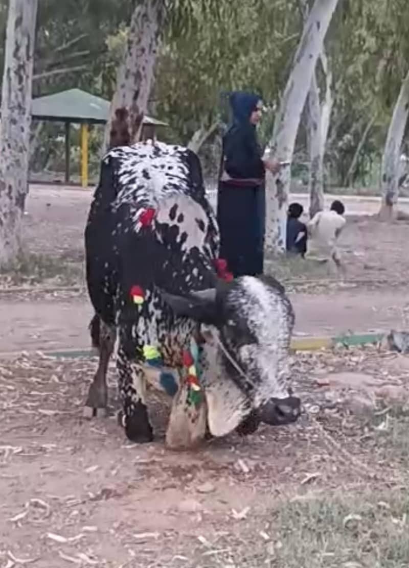 Bachara 2