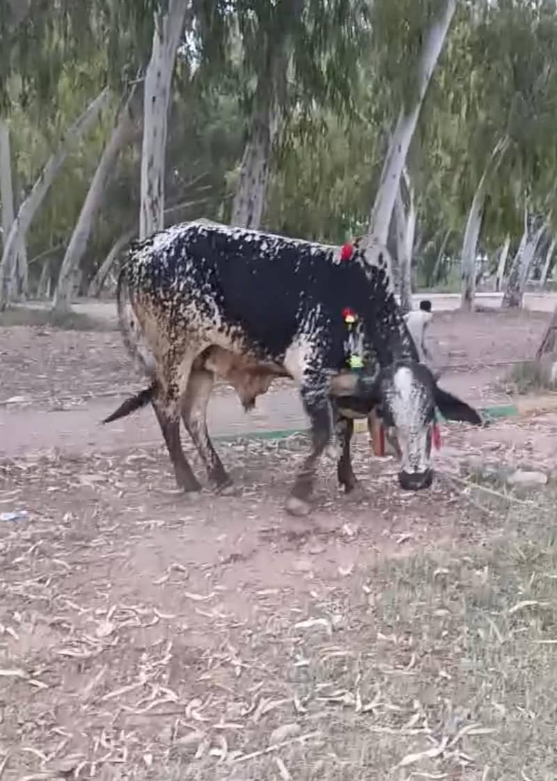Bachara 4