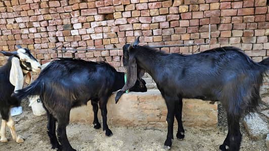 Bakray For Sale