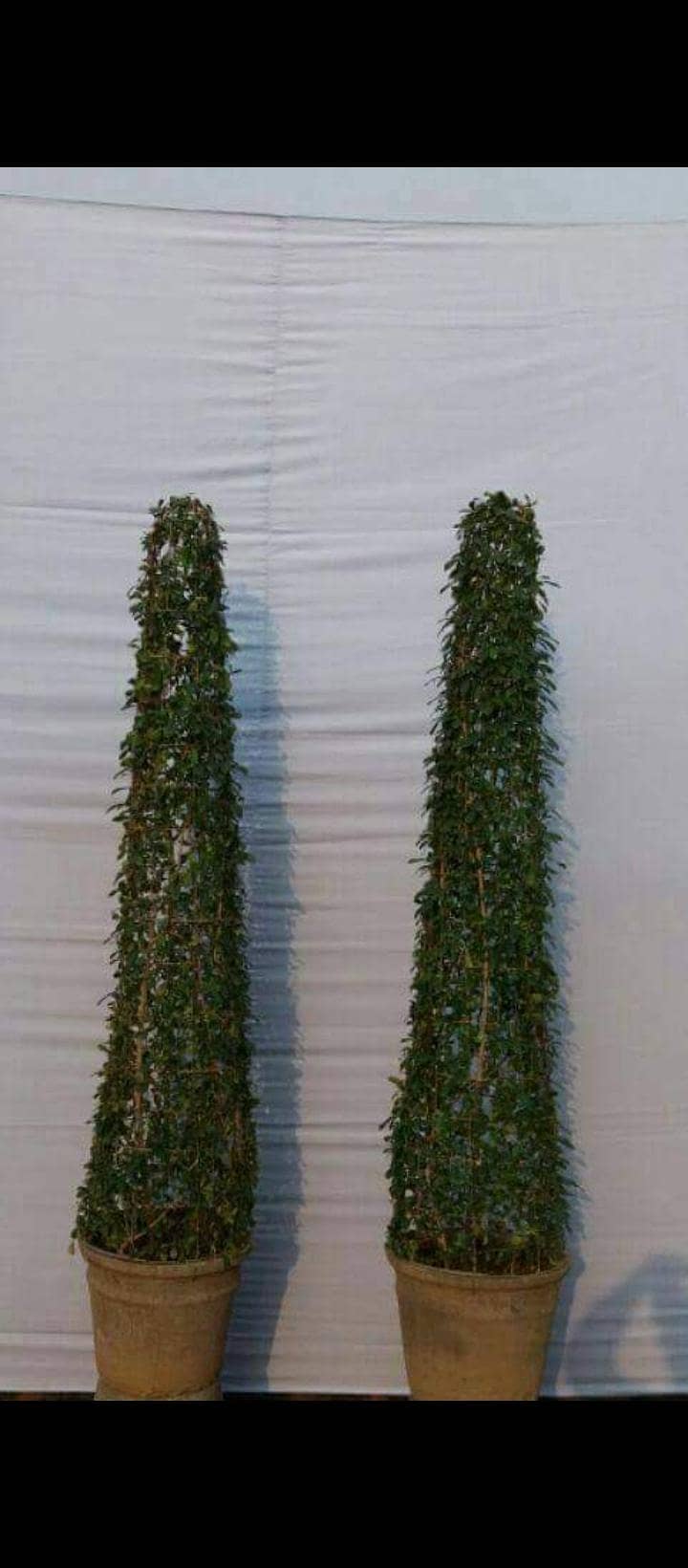 plants frame 6