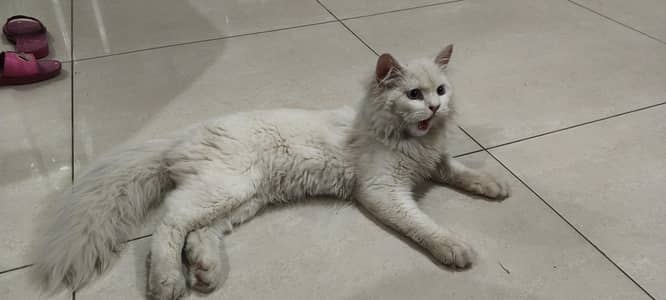 Healthy Cat