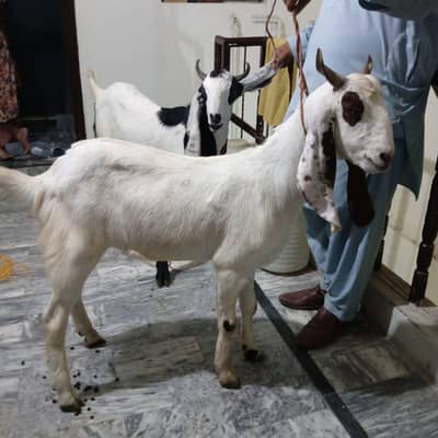 bakra for sale