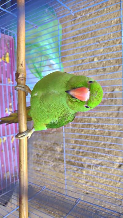 ring neck male full talking and hand tamed fully talking age 1.5 years